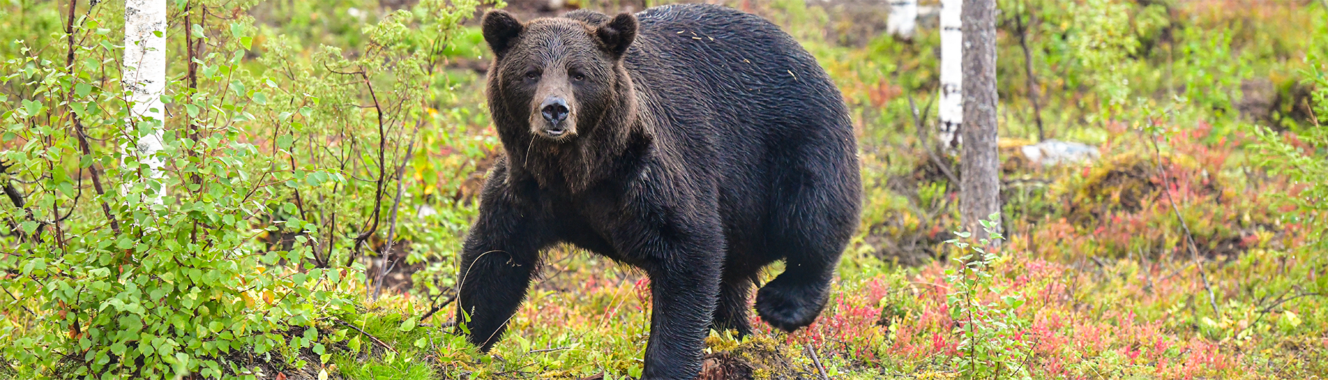 Wildlife in Finnland - mit Feelgood Reisen kannst du auch Bären beobachten! 