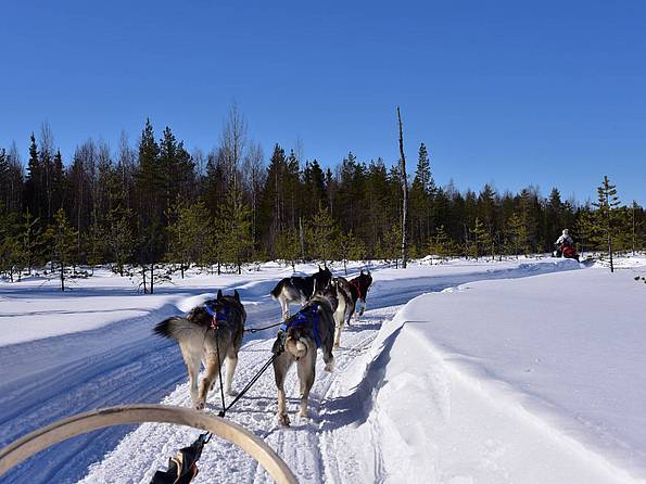 Schlittenhunde ziehen einen Schlitten in Lappland im Winter