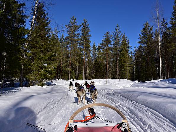 Hundeschlitten bei Fahrt durch den finnischen Schnee