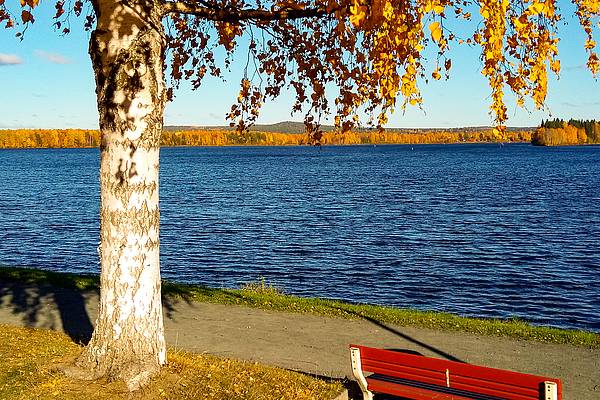 Finnland im Herbst - Ruska am Kemijoki in Lappland