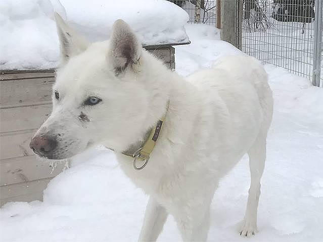 Husky Oliver