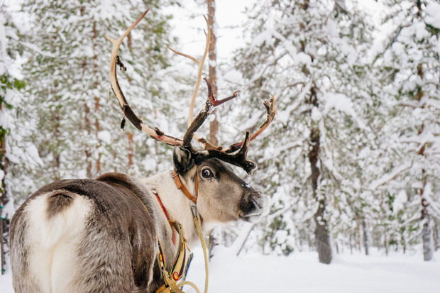 Ein Rentier im verschneiten Finnland
